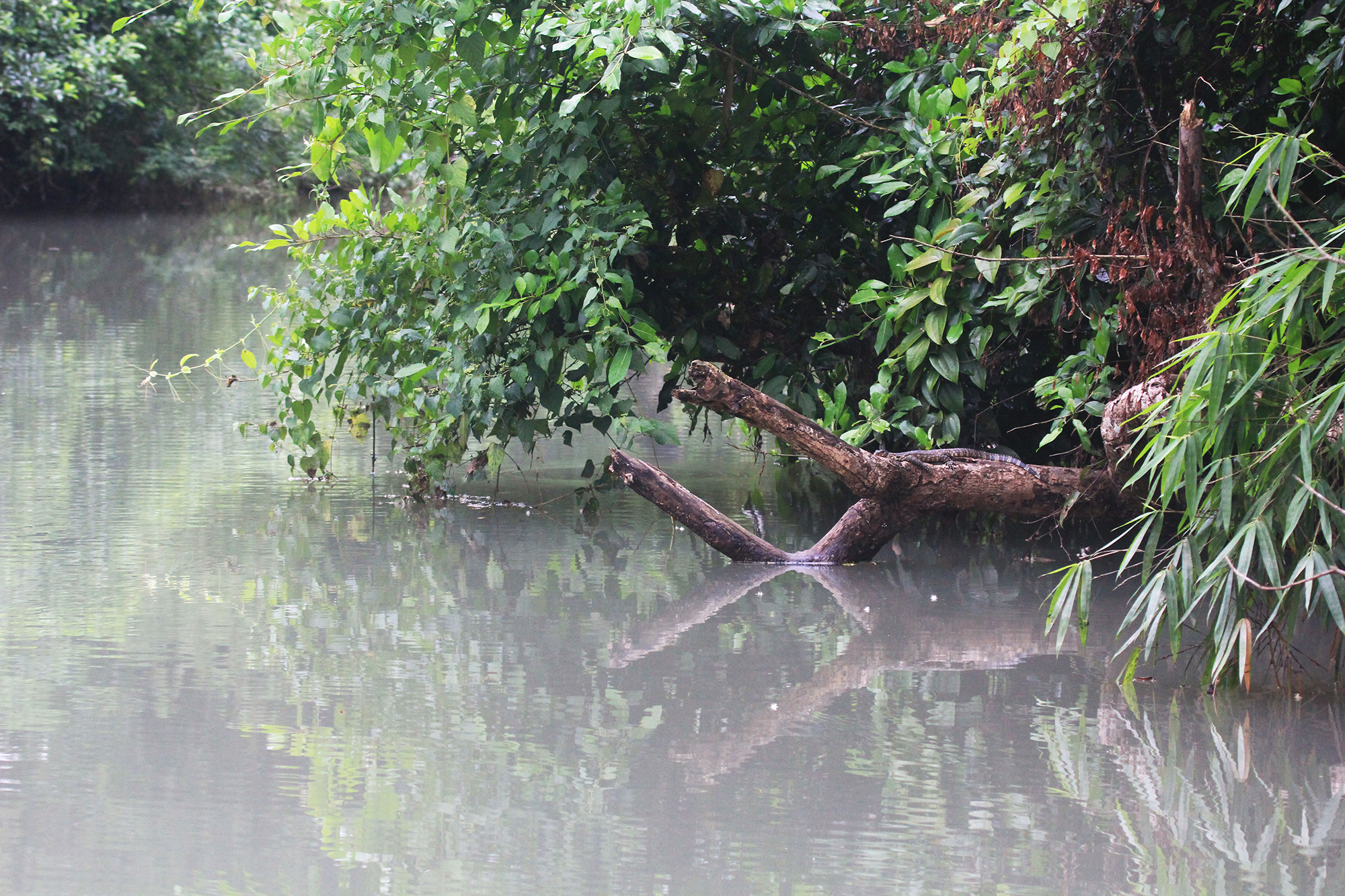 An resting adult Water Monitor in Z village